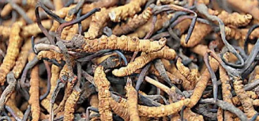 Health Tips:  गुणों का खजाना है कीड़ा जड़ी, कैंसर जैसी कई गंभीर बिमारियों के लिए  है फायदेमंद