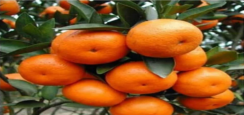Health Tip: संतरे की तरह दिखने वाले ये फल कैल्शियम फाइबर से होते हैं भरपूर, जानें इसके 5 फायदे
