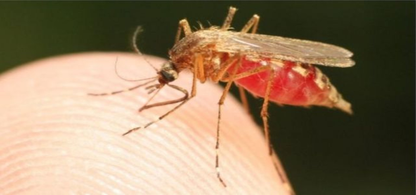 इस देश से शुरू हुआ मलेरिया का मेगा टीकाकरण अभियान, कम होगा मौतों का आंकड़ा