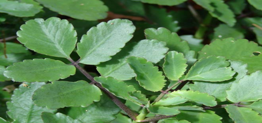 Health Tips:  सेहत के लिए ‘जादुई दवा’ है पत्थरचट्टा, पथरी समेत कई बिमारियों से दिलाता है निजात