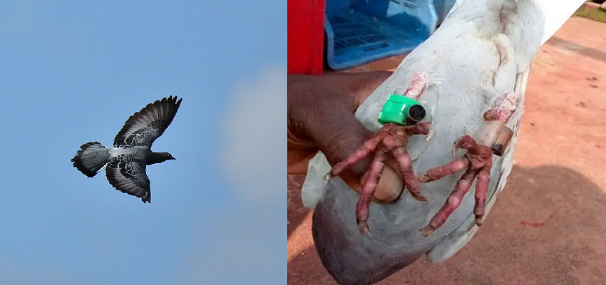 Pakistan की नापाक साजिशों में कबूतर दे रहे साथ, जानें उनका कैसे किया जाता है इस्तेमाल