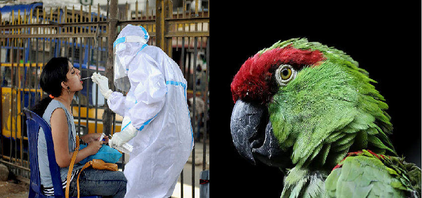 कोरोना के बाद दुनिया में ‘तोता बुखार’ का आतंक, अब तक 5 लोगों की ले चुका है जान