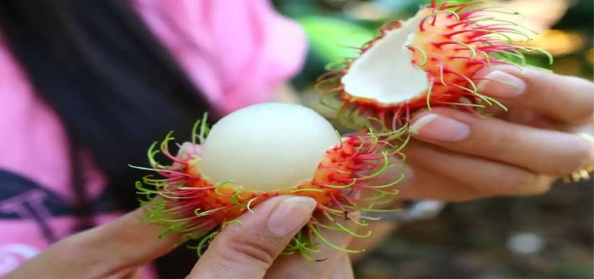 Health Tips: सेहत के लिए रामबाण है ये बेहद दुर्लभ फल, कई बिमारियों में है कारगर