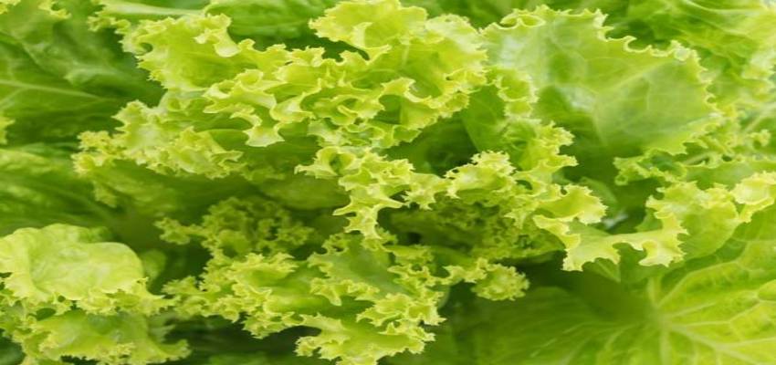 Health Tips: डाइट में शामिल करें लेट्यूस, सेहत को मिलेंगे अद्भुत लाभ