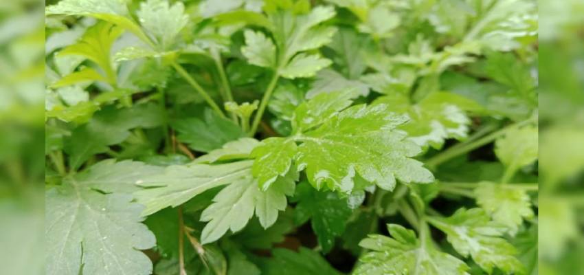 औषधीय गुणों से भरपूर है ये पौधा, हर दर्द हो जाता है छूमंतर