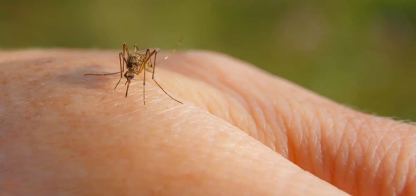 
									गर्मियां शुरू होते ही भिनभिनाने लगे हैं मच्छर? ये घरेलू नुस्खे साबित होंगे कारगर