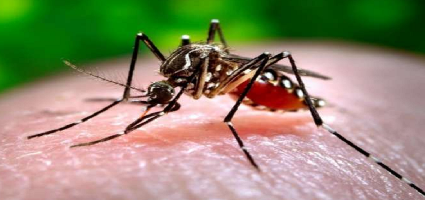 HARYANA NEWS: मलेरिया और डेंगू को लेकर अलर्ट पर स्वास्थ्य विभाग, जनता से की खास अपील