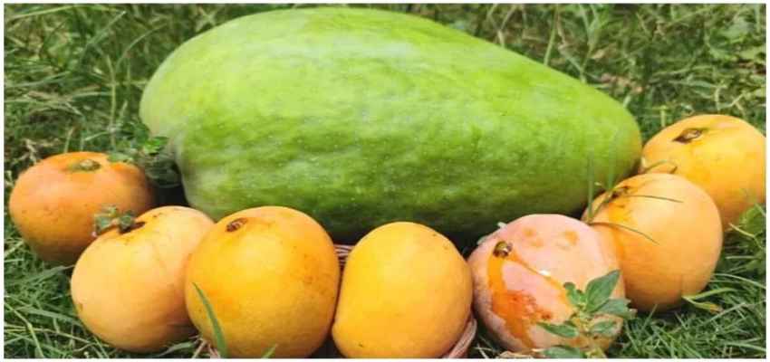 ये है भारत का सबसे अनोखा और महंगा आम, देश के दिल में की जाती है खेती