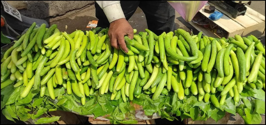 गर्मियों में डिहाइड्रेशन से बचाती है ककड़ी, जानें इसके जबरदस्त फायदे