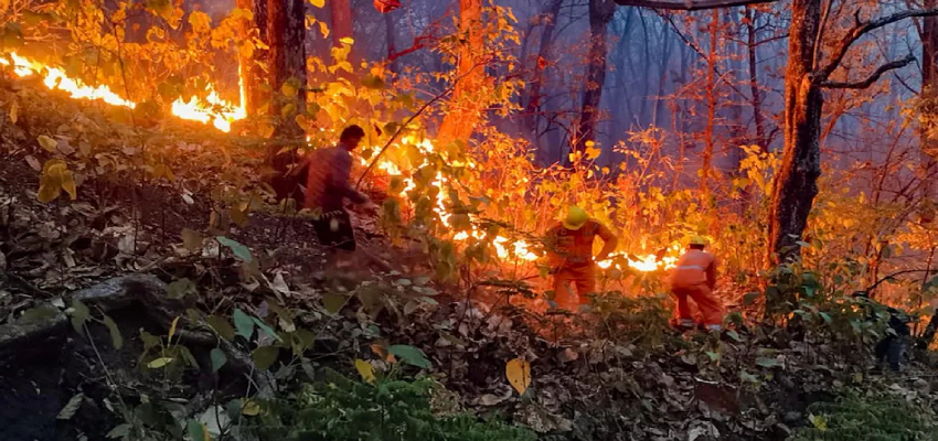 क्या है काउंटर फायरिंग तकनीक? जिससे उत्तराखंड के जंगलों में लगी आग का निकलेगा हल