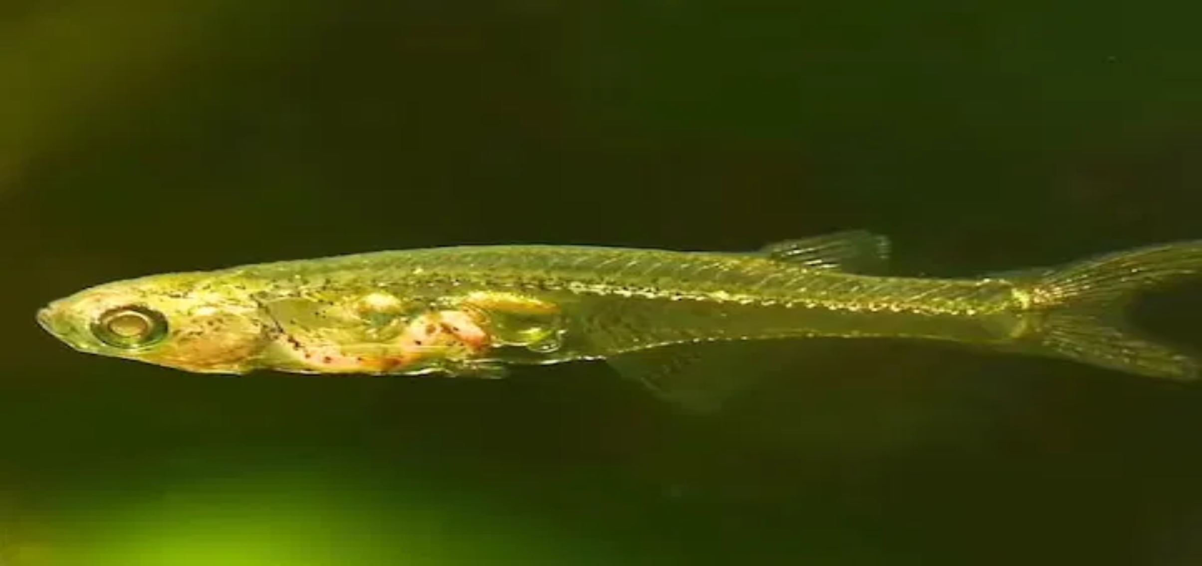 ये है दुनिया की सबसे छोटी मछली, सरसों के दाने बराबर है इसका आकार