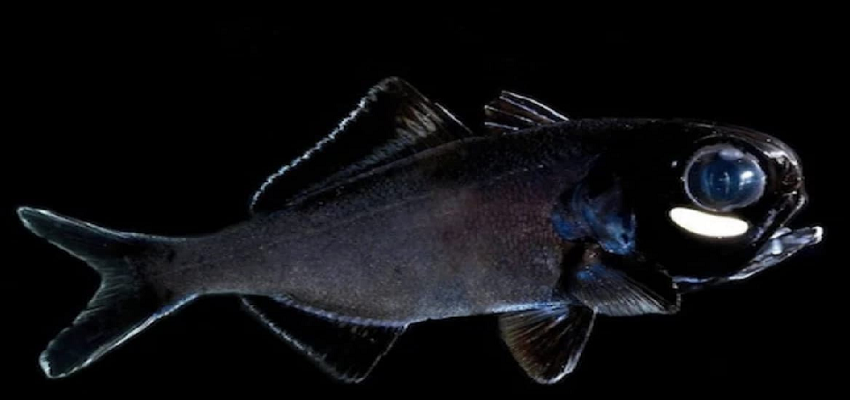 
									दुनिया की सबसे अनोखी मछली, कभी अंधेरे में टॉर्च लेकर चलती हैं तो कभी गिरगिट की तरह बदलती है रंग