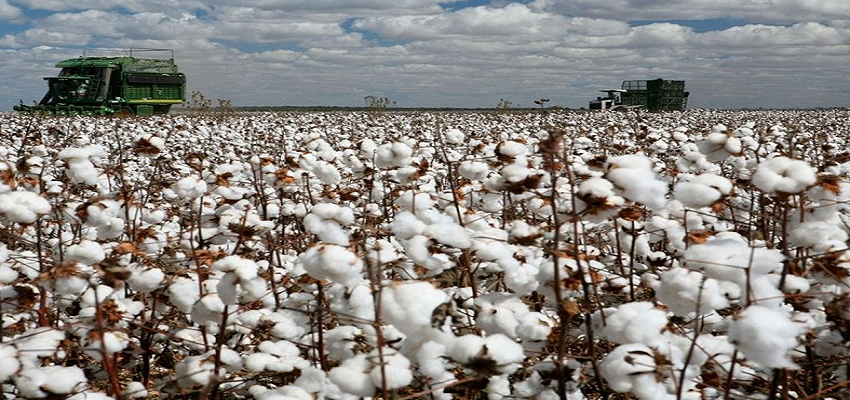
									Cotton Crop: अच्छे मानसून के बावजूद कपास को लेकर क्यों चिंतित है किसान? कपड़ा उद्योग में दिखेगा बड़ा असर