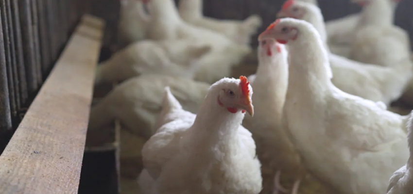 Bird Flu: आखिर क्यों ज्यादातर बच्चों को अपना शिकार बनाता है Bird Flu? क्या है इसके पीछे का कारण