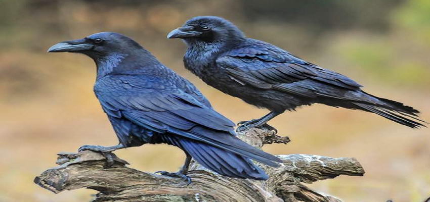 भारतीय कौवों के लिए बुरी खबर! जानिए क्यों 10 लाख कौवों को मारने की योजना बना रही है केन्या सरकार?