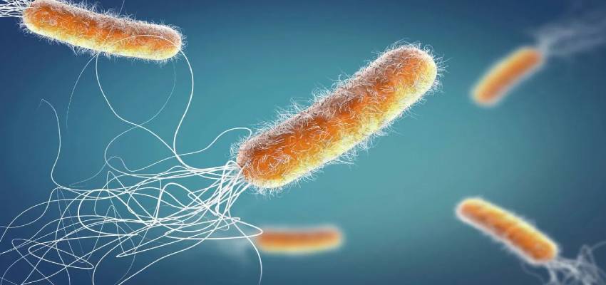 दुनिया में फैल रही खतरनाक बीमारी, केवल 48 घंटों में मरीज की हो जाती है मौत, जानें इसके लक्षण