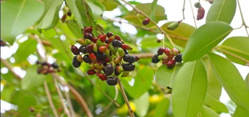 Health: डायबिटीज के लिए रामबाण इलाज है जामुन के पत्ते, ऐसे करें इस्तेमाल तुरंत मिलेगा फायदा