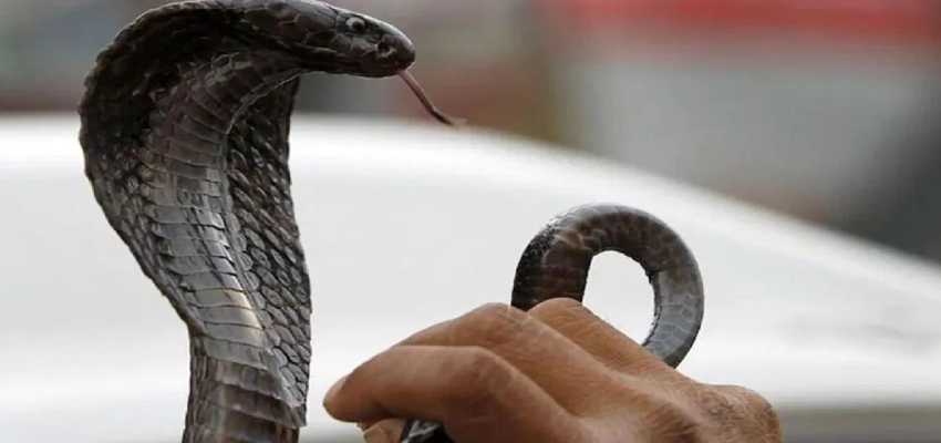युवक के काटने से सांप की मौत…डसने पर लिया बदला, व्यक्ति को इस अंधविश्वास पर था भरोसा