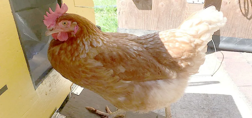 Viral News: इस मुर्गी ने ऐसा कौन सा किया अद्भुत कारनामा…जो दर्ज हो गया गिनीज बुक ऑफ वर्ल्ड रिकॉर्ड्स में इसका नाम