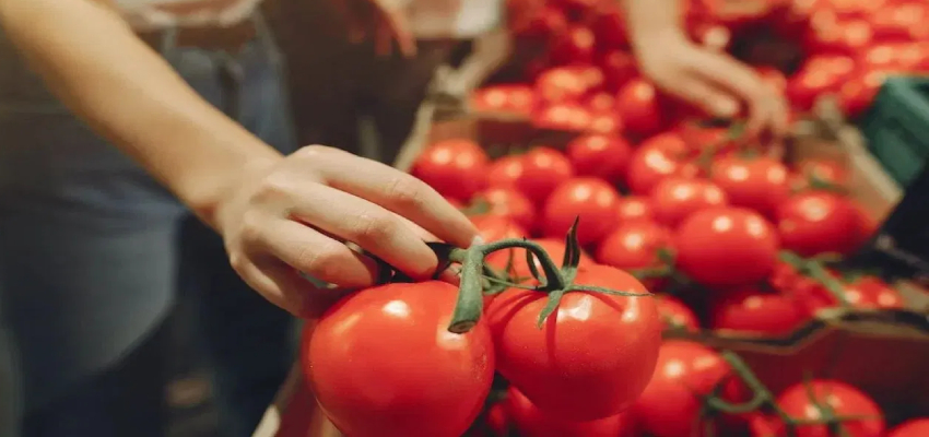 Tomato Price: Delhi-NCR में इन स्थानों पर मिल सकते है सबसे सस्ते टमाटर, सरकार का बड़ा ऐलान
