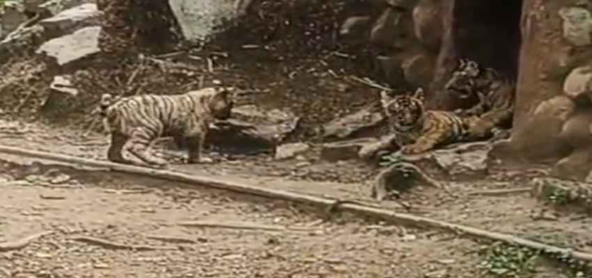 Madhya Pradesh News: ग्वालियर में सफेद टाइगर मीरा ने तीन शावकों को दिया जन्म, 12 हुई बाघों की संख्या