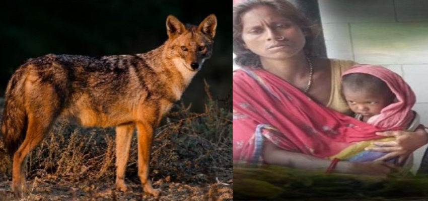 UP में भेड़िया आतंक, अब बिहार में सियार का खौफ, महिलाओं-बच्चों को बनाया निशाना