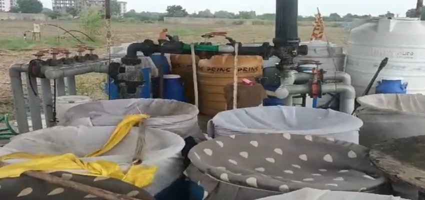 गाय के गोबर और छाछ से तैयार होने वाला ये लिक्विड है जमीन और फसल के लिए अमृत, जानें इसके फायदें