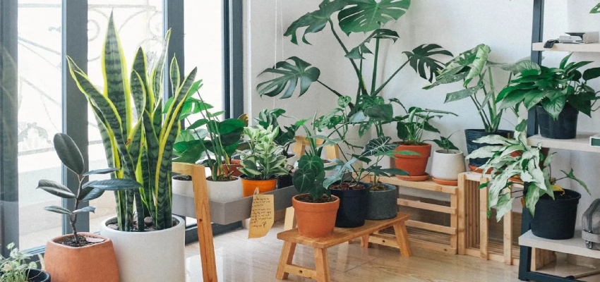 घर की सुख-शांति के लिए भूलकर भी न लगाएं ये पेड़-पौधे, तुरंत घर से बाहर करें वरना…