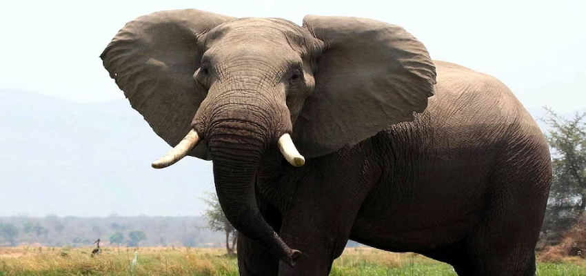 जिम्बाब्वे में भुखमरी से हालात बेहाल, हाथियों के मीट से मिटाई जाएगी लोगों की भूख