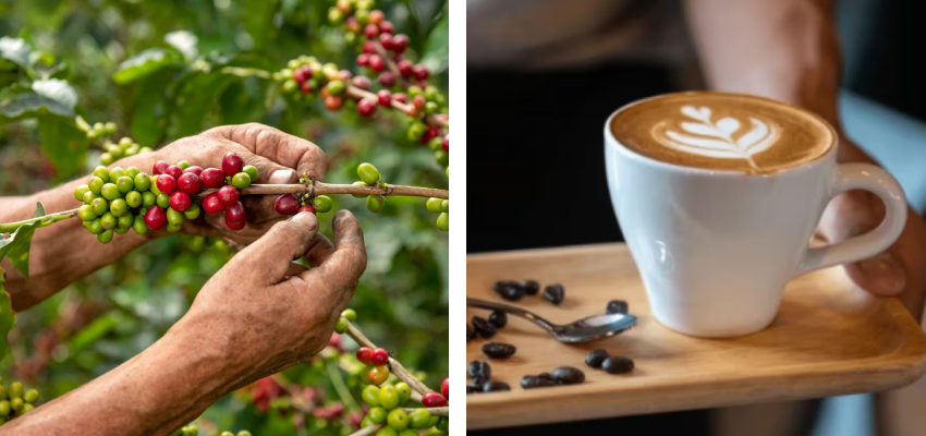 International Coffee Day: कॉफी पीना है पसंद, तो भारत की इन जगहों की कॉफी जरूर करें ट्राई