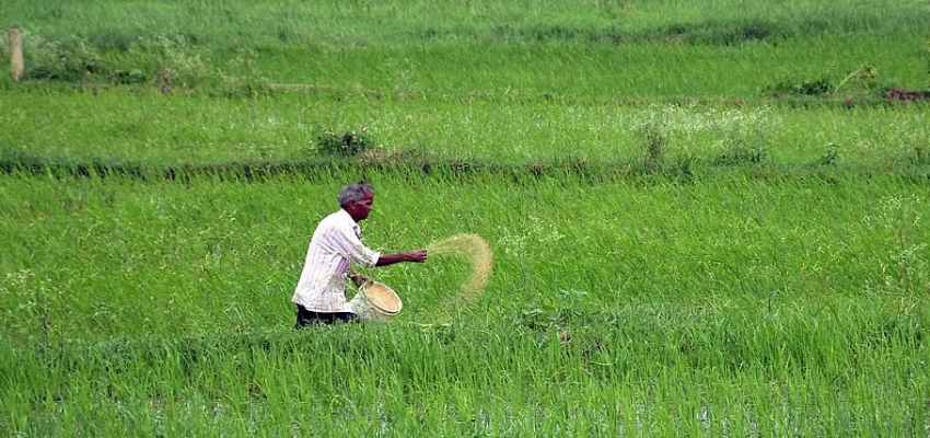 Haryana News : प्रदेश में धान की खरीद सुचारू रूप से जारी, 15 नवंबर तक होगी  इन फसलों की खरीदारी