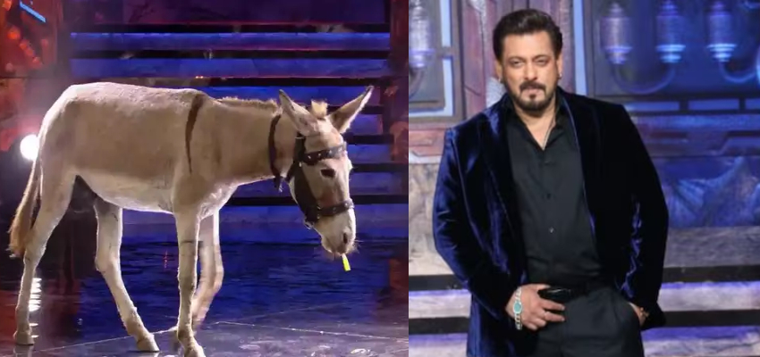 Bigg Boss 18: शो में गधे की एंट्री पर बवाल, PETA ने सलमान खान को लेटर लिखकर कहा - 'बंद करो ये मनोरंजन'