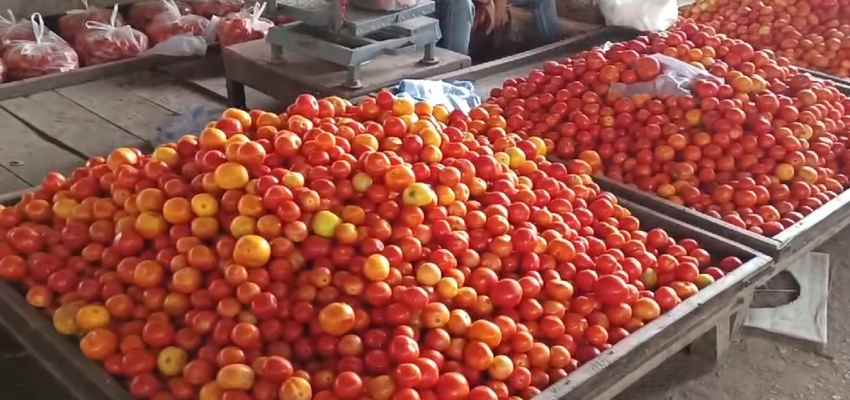 HARYANA NEWS:  टमाटर 100 किलो...प्याज 60 रुपये, सब्जियों ने बिगड़ा रसोई का बजट