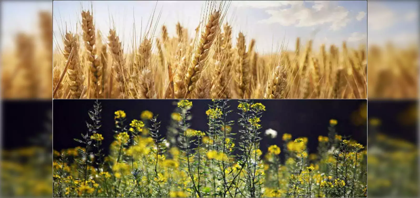 केंद्र सरकार ने किसानों को दिया दिवाली बोनस, गेहूं और सरसों समेत कई फसलों का बढ़ाया MSP