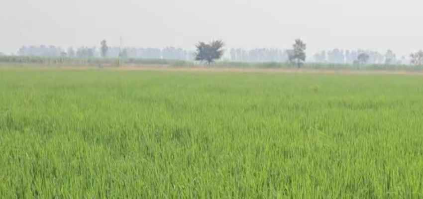 Haryana Pollution: दिल्ली से सटे हरियाणा की आबो हवा हुई खराब, एक्यूआई लेवल पहुंचा 252 के पार