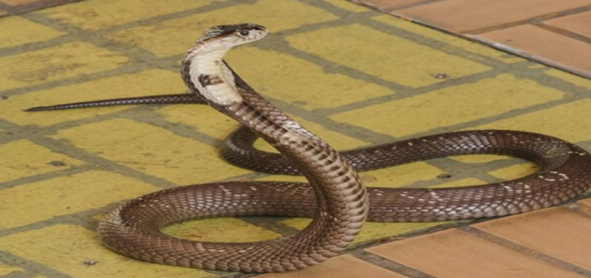 Snake Bite: जहरीले सांपों के आतंक से गांव परेशान, एक ही परिवार के 5 लोगों को डसा