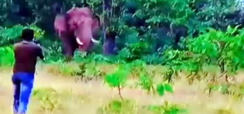 जंगल में सेल्फी ले रहा था युवक फिर अचानक आया हाथी....  उसके बाद जो हुआ, सुनकर सकते में आ जाएंगे आप