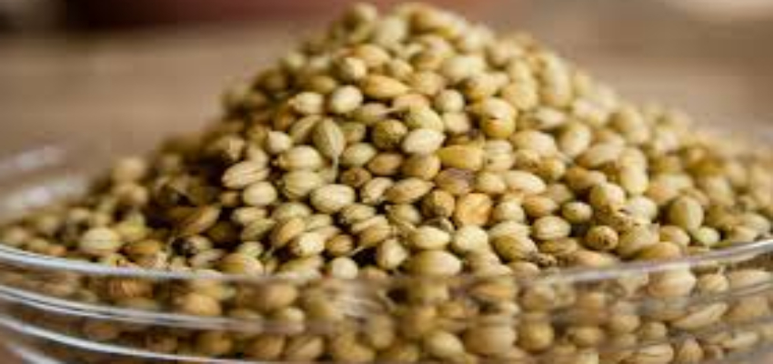 Dhanteras 2024: धनतेरस पर खरीदा जाता है सूखा धनिया, फिर भी लोग क्यों मानते है इसे अशुभ