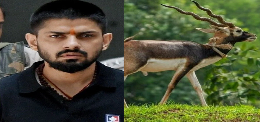 कौन है काले हिरण का रक्षक अनिल बिश्नोई? गैंगस्टर लॉरेंस बिश्नोई से क्यों हो रही तुलना