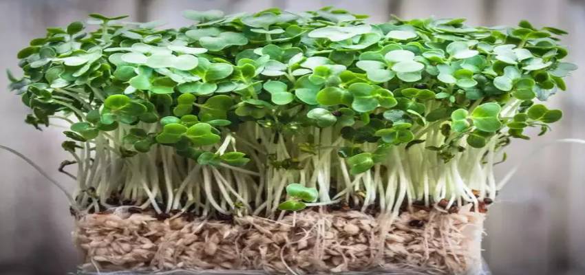 कैंसर जैसी कई बीमारियों को करेगा खत्म, इस हरे पत्तेदार सब्जी को माना जाता है एनर्जी का पावरहाउस