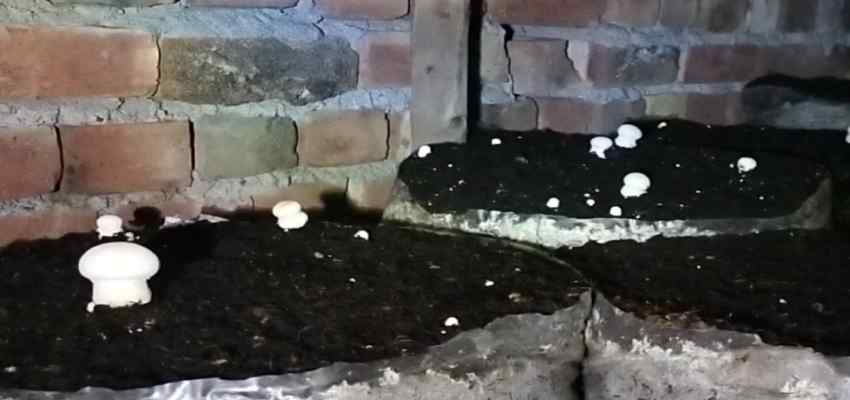 Haryana News: मशरूम उत्पादन से आत्मनिर्भर बन रहे किसान, कर रहे लाखों रुपये की कमाई