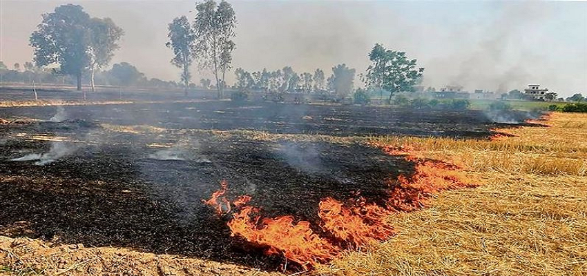 पराली जलाने के मामलों में किसान को नहीं मिलेगी कानूनी मदद, बार एसोसिएशन का फैसला
