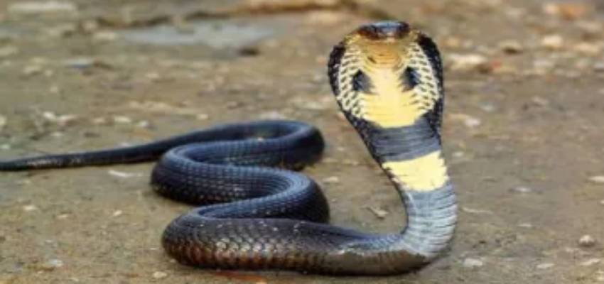 एक ऐसा गांव जहां दोस्त की तरह रहता है ये जहरीला जानवर, बच्चों के साथ सांप भी पढ़ने जाते हैं स्कूल