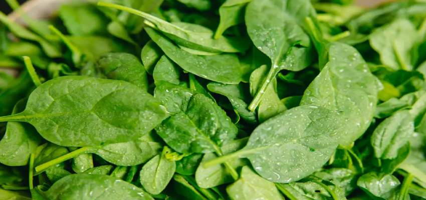 क्या सर्दी में खूब खा रहे पालक? तो जरा जान लीजिए इसके पांच नुकसान