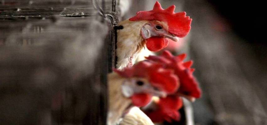 चिकन खाने वाले हो जाएं अलर्ट, केंद्र सरकार ने बर्ड फ्लू को लेकर इन 9 राज्यों को किया सावधान
