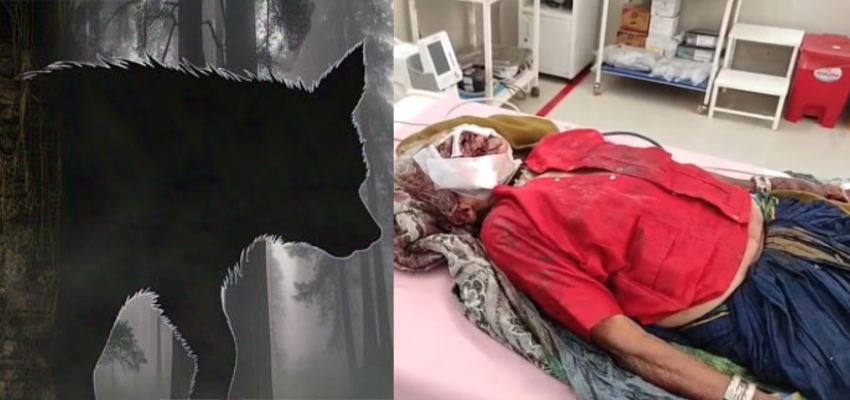 रात के अंधेरे में काटा और हो गया गायब, रहस्यमयी जानवर ने ली छह लोगों की जान