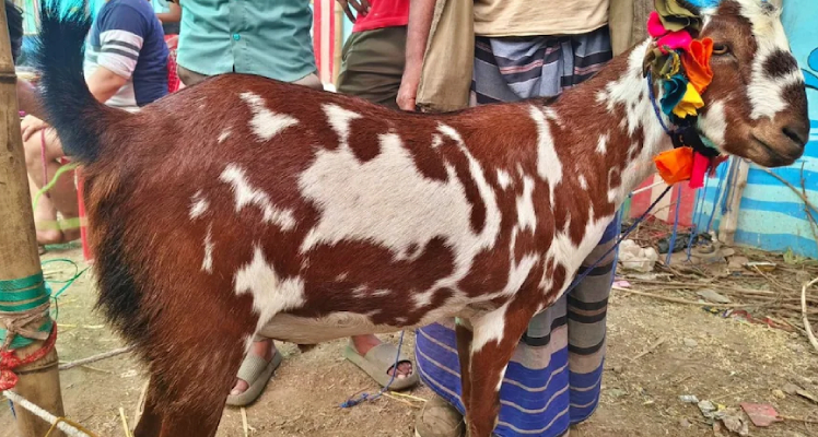 Bakrid News:पांच लाख के अनोखा कल्लू बकरा का जानें, क्या है खासियत?