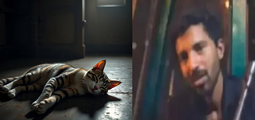 Crime News: केरल में बेजुबान बिल्ली की बेरहमी से हत्या, इंस्टाग्राम पर स्टोरी लगाकर दिखाया क्रूरता की सारी हदे पार