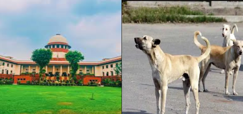 आवारा कुत्तों को लेकर सुप्रीम कोर्ट सख्त, 8 हफ्तों में डॉग शेल्टर में शिफ्ट करने के दिए आदेश