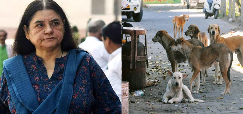 स्ट्रीट डॉग्स को लेकर मेनका गांधी का छलका दर्द, सुप्रीम कोर्ट के फैसले पर उठाया सवाल